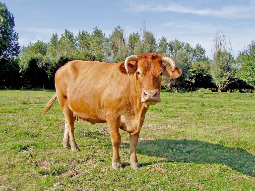 Cow in field, By Rex