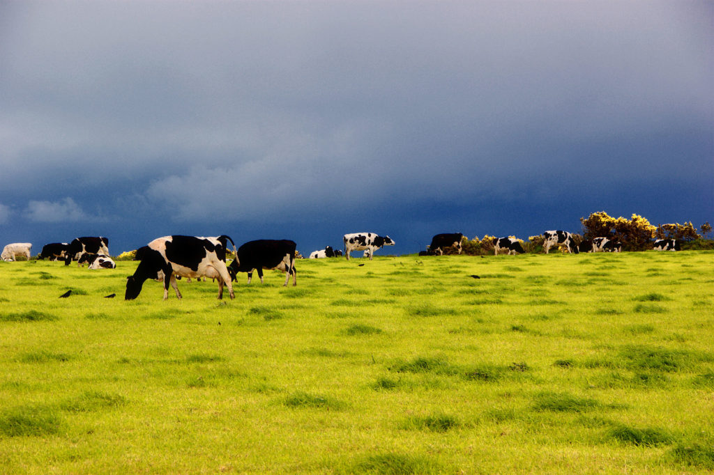 Dairy cows on pasture in Ireland Wikimedia Commons