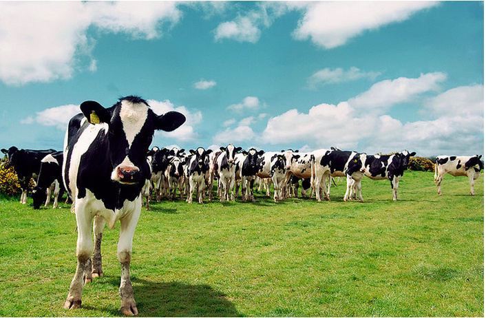 Cow in Pasture