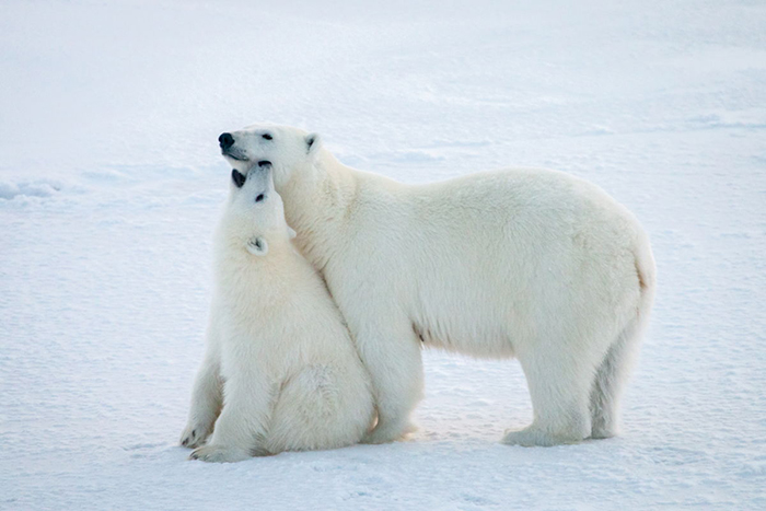 Friederike Krüger’s students were most interested in polar bears Photo courtesy of Jan Rohde