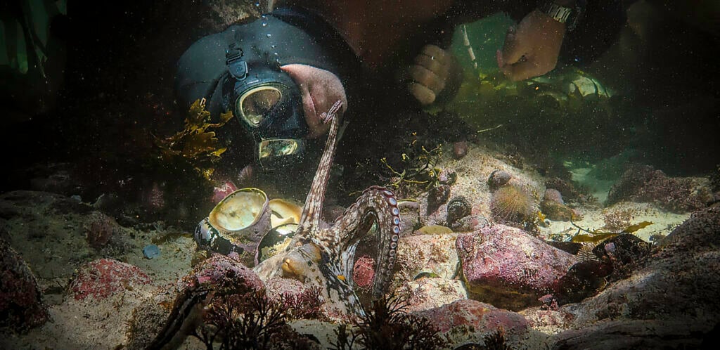 Adobe My Octopus