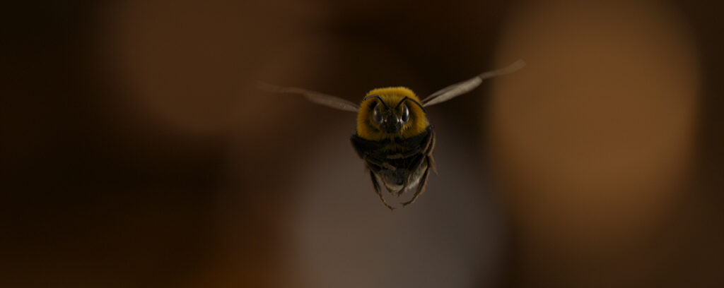 Framestore creates photorealistic bee for Man Vs Bee