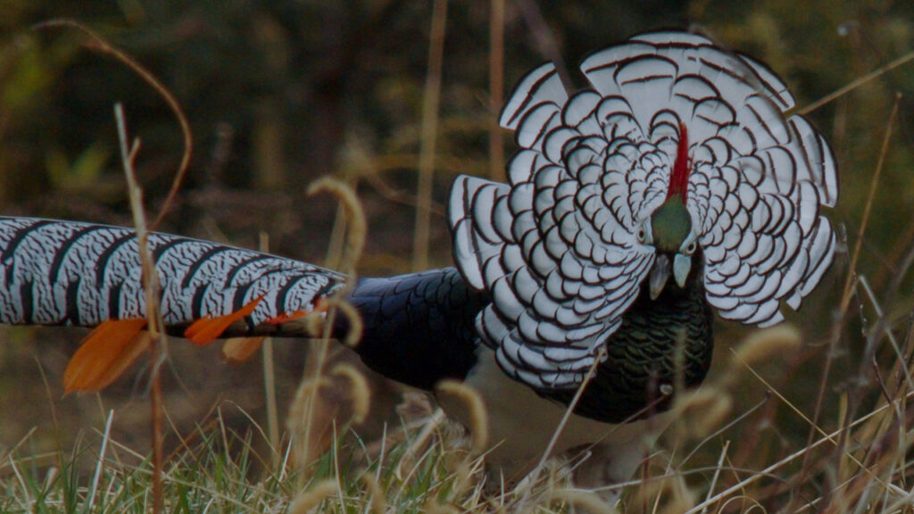 A bird with white feathers displayed around its head looks at the camera