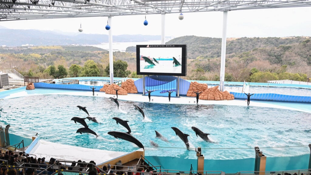 dolphins leap out of the water in Adventure World theme park in Wakayama Prefecture, Japan