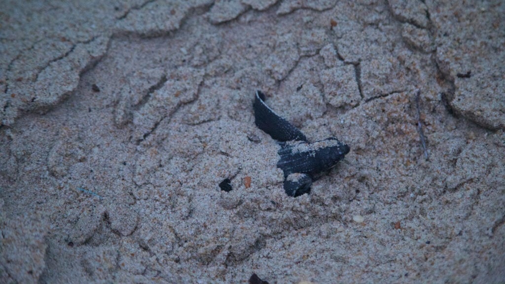 A turtle emerges from the sand