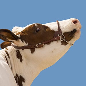 Profile photo of Mike Moon