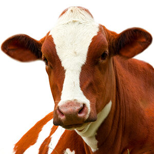 Profile photo of Phil Loarie