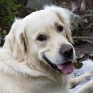 Profile photo of Jostein Svalheim