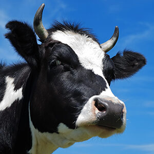 Profile photo of Singleton Makin