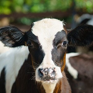 Profile photo of Bart Remmers