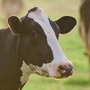 Profile photo of Max Fernandez