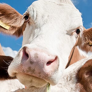 Profile photo of Vivien Lemaignan