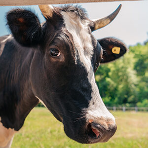 Profile photo of Tom Davis