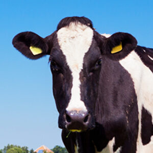 Profile photo of Anton Shushar