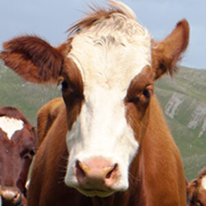 Profile photo of Sara Haralson