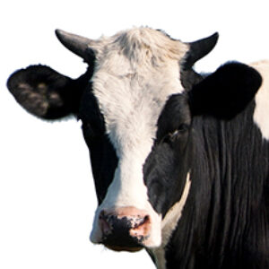 Profile photo of Mark Slocombe