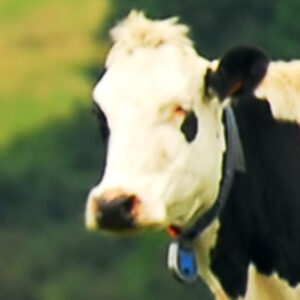 Profile photo of Abi Inman