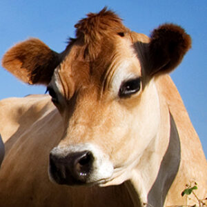 Profile photo of Aaron Price