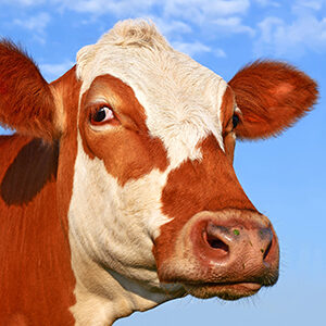 Profile photo of Dave Atarave