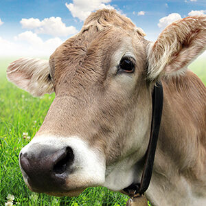 Profile photo of Muhammad Atif Bashir