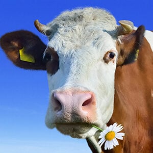 Profile photo of Ross Shain