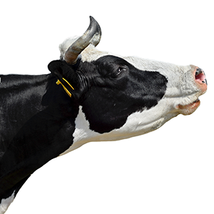 Profile photo of Pete Hutton