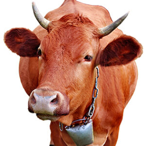 Profile photo of Kalif Ka