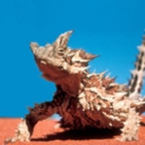 Profile photo of Dan Heim