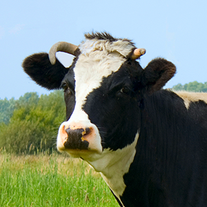 Profile photo of Allan Raffel