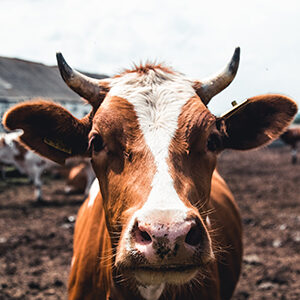 Profile photo of Bryna Smith