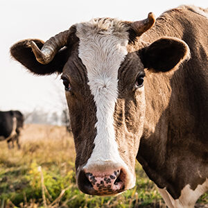 Profile photo of Robin Borchers