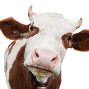 Profile photo of Radu Afloarei