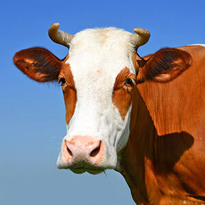 Profile photo of Chloé Richmond