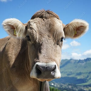 Profile photo of Lawrence Farr